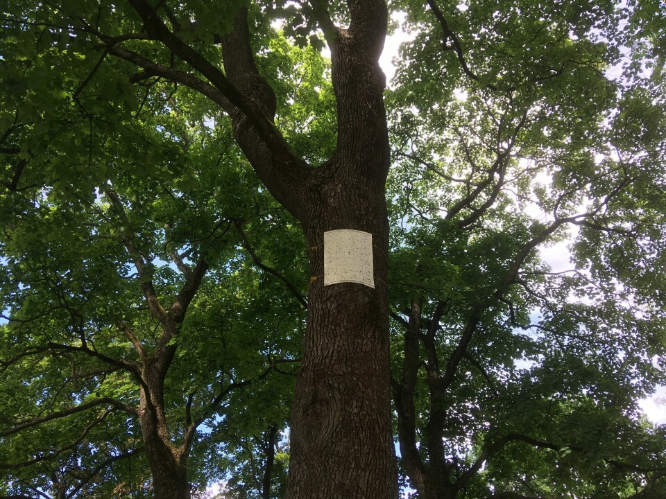 Dette er en av feromonfellene som er blitt utplassert rundt om i Oslo for å finne almebarkbiller, som legger eggene sine i hovedsak i stressede, døende eller døde almetrær. Dette er en av feromonfellene som er blitt utplassert rundt om i Oslo for å finne almebarkbiller, som legger eggene sine i hovedsak i stressede, døende eller døde almetrær.