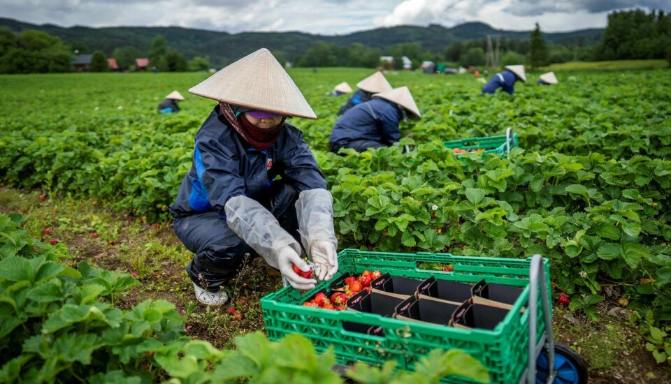 Vietnamesiske jordbærplukkere jobber i åkeren til en jordbærbonde ved Minnesund i Viken. Norske bønder lener seg fortsatt tungt på utenlandsk arbeidskraft for å få plukket jordbærene sine. Foto: Heiko Junge/NTB scanpix