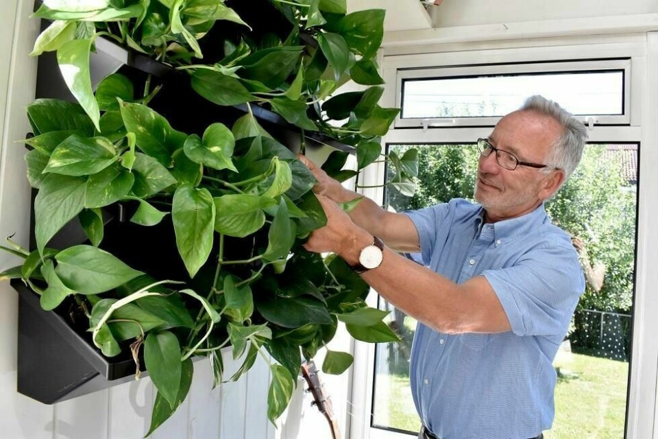 Jørn Viumdal er aktuell med boka 'Skoglufteffekten' hvor han argumenterer for viktigheten av å innrede hjemmet med planter. Her er planteveggen i hans egen stue