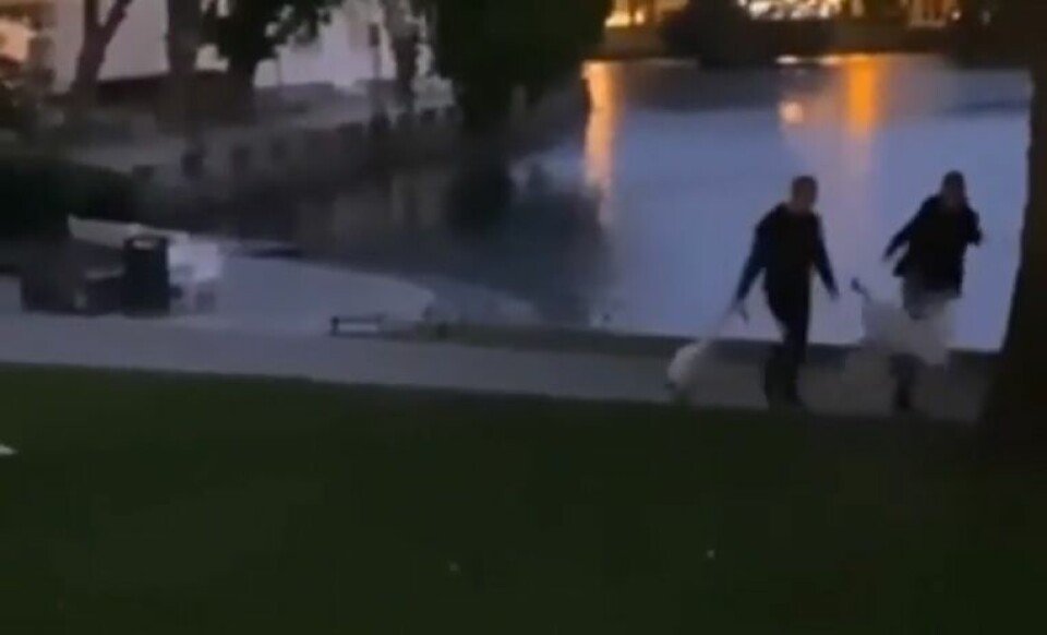 En video av to menn som mishandlet svaner ved Breiavatnet, har ført til politietterforskning. Nå er to menn mistenkt for mishandlingen. En video av to menn som mishandlet svaner ved Breiavatnet, har ført til politietterforskning. Nå er to menn mistenkt for mishandlingen.