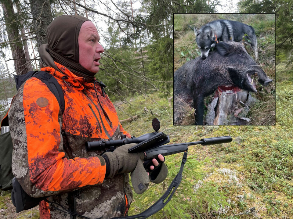 Villsvin Er Det Smarteste Dyret Jeg Kjenner Til Dagsavisen villsvin-er-det-smarteste-dyret-jeg-kjenner-til-dagsavisen