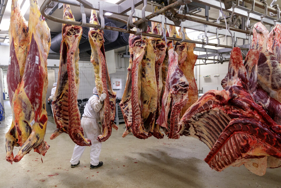 Det er behov for å supplere det norske markedet med storfe i uke 20 og 21 på grunn av bedre salg enn forventet, tomme lagre og forsinket import. Derfor settes importsatsen for storfekjøtt ned i to uker. Det er behov for å supplere det norske markedet med storfe i uke 20 og 21 på grunn av bedre salg enn forventet, tomme lagre og forsinket import. Derfor settes importsatsen for storfekjøtt ned i to uker. Foto: Cornelius Poppe / NTB