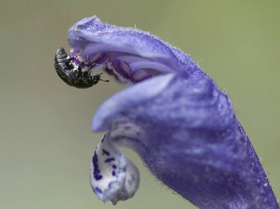 Når syrin utkonkurrerer stedegne arter, forsvinner ikke bare plantene, men også insektene som er knyttet til dem. Her vist ved to av artene som er truet av den fremmede skadelige arten syrin, dragehode og dragehodeglansbille.(Hallvard Elven) Når syrin utkonkurrerer stedegne arter, forsvinner ikke bare plantene, men også insektene som er knyttet til dem. Her vist ved to av artene som er truet av den fremmede skadelige arten syrin, dragehode og dragehodeglansbille.