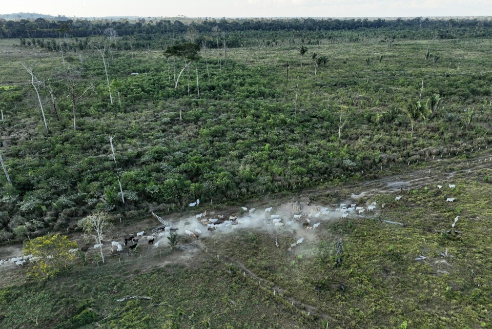 Kyr går langs et avskoget område i Brasil i juli 2023. Norges klimabistand går blant annet til å bevare regnskogen. Kyr går langs et avskoget område i Brasil i juli 2023. Norges klimabistand går blant annet til å bevare regnskogen. Arkivfoto: Andre Penner / AP / NTB