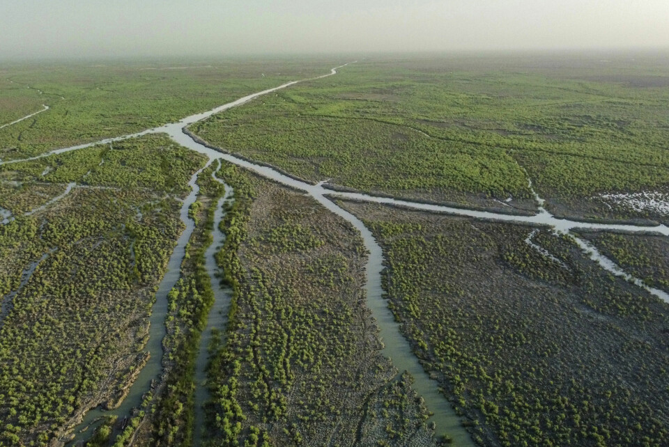 Iraks vannreserver er på sitt laveste nivå på 80 år. Her fra våtmarken i Nasiriyah rundt elven Eufrat i fjor sommer. Iraks vannreserver er på sitt laveste nivå på 80 år. Her fra våtmarken i Nasiriyah rundt elven Eufrat i fjor sommer. Arkivfoto: Nabil al-Jurani / AP / NTB