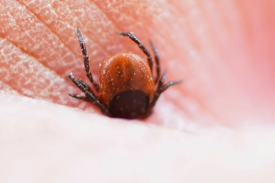 En flått har satt seg fast mellom to fingre.(Terje Pedersen/NPK) Ein flått har sett seg fast mellom to fingrar. I fjor blei det registrert rekordmange tilfelle av borreliose. TBE er også i framvekst. Foto: Terje Pedersen / NTB / NPK
