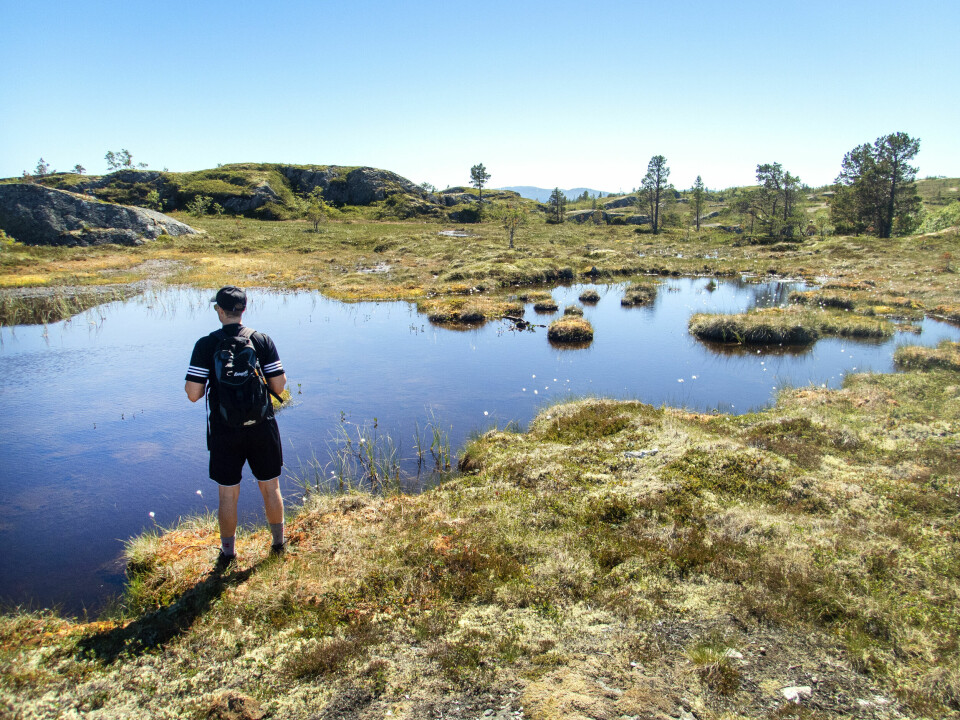Myr holder og lagrer store mengder karbon. En kartlegging viser at norske kommuner har planer for utbygging av over 200 kvadratkilometer myrområde. Myr holder og lagrer store mengder karbon. En kartlegging viser at norske kommuner har planer for utbygging av over 200 kvadratkilometer myrområde. Foto: Gorm Kallestad / NTB