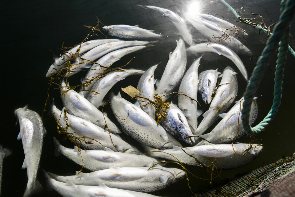 Laksebransjen framstår som eit ekkokammer for ein gjeng som berre spør om kva landet kan gjere for dei, ikkje kva dei kan gjere for landet, skriver Astrid Sverresdotter Dypvik. Laksebransjen framstår som eit ekkokammer for ein gjeng som berre spør om kva landet kan gjere for dei, ikkje kva dei kan gjere for landet, skriver Astrid Sverresdotter Dypvik.