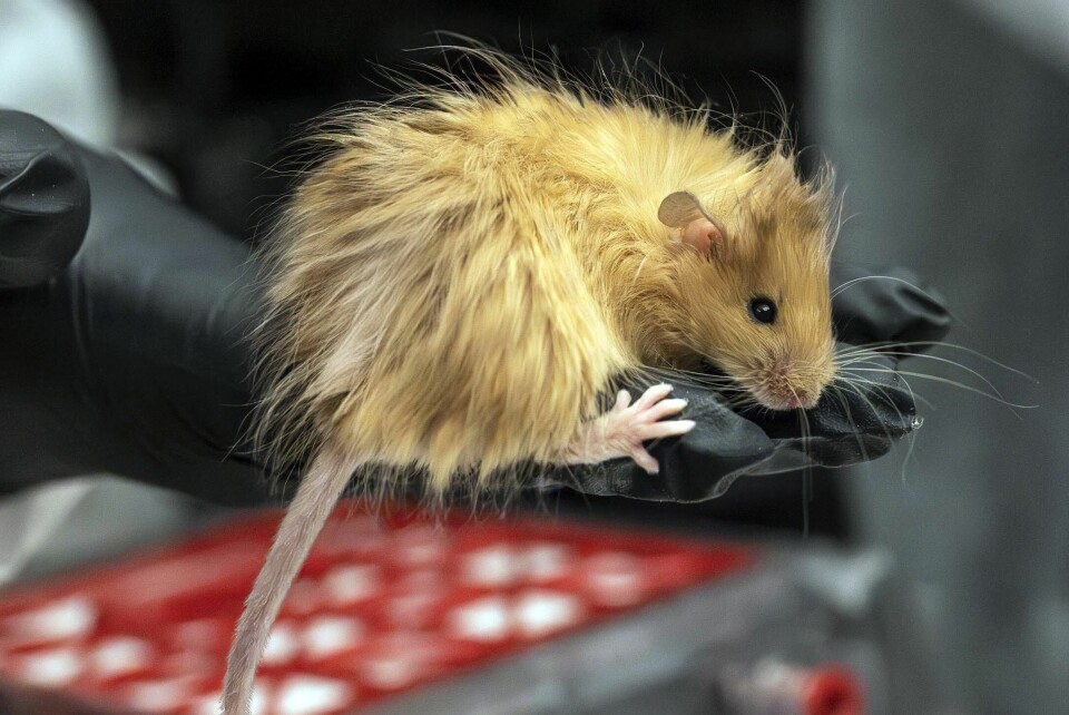 Selskapet Colossal Biosciences har avlet fram en genetisk modifisert mus med lang ull, på en lab i Dalla, Texas. .