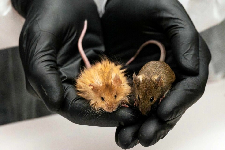 Ullmusa er like stor som sine slektninger, men har tykk ull.(Colossal Biosciences via AP/AP) .