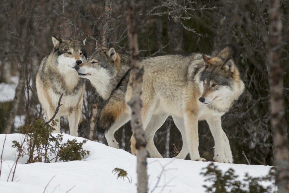 Ulvene i de helnorske revirene Risberget-Ulvåa, samt i grenserevirene Boksjø og Fjornshöjden, skal felles. Rovviltnemndene som har forvaltningsansvar for ulvesonen, har vedtatt å felle ulvene i revirene i Mangen, Ulvåa, Juvberget og Kockohonka. Det får sterk kritikk fra dyrevernorganisasjonen Noah. Foto: Heiko Junge / NTB