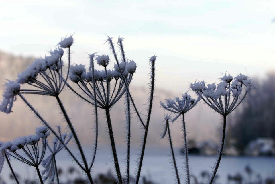 Ifølge en ny rapport har Norge i snitt fått sju færre dager med frost om vinteren de siste ti årene, sammenlignet med en verden uten menneskeskapte klimaendringer. Ifølge en ny rapport har Norge i snitt fått sju færre dager med frost om vinteren de siste ti årene, sammenlignet med en verden uten menneskeskapte klimaendringer. Foto: Knut Falch / NTB