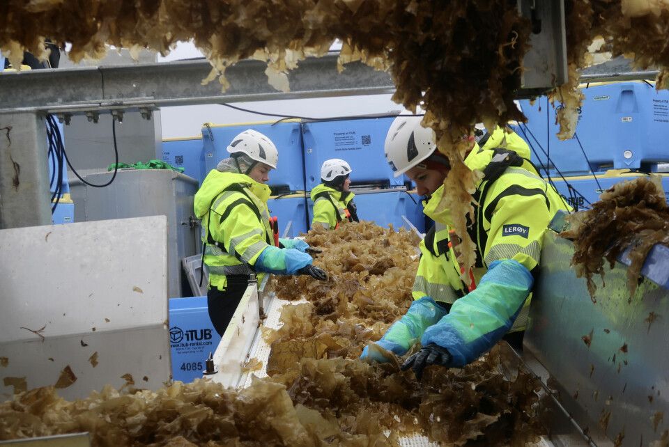 Ocean Forest-arbeidere høster tare på vestlandskysten. Bellona mener at karbonlagringsevnen til taren gjør den til en viktig del av det grønne skiftet. Ocean Forest-arbeidere høster tare på vestlandskysten. Bellona mener at karbonlagringsevnen til taren gjør den til en viktig del av det grønne skiftet. Foto: Bellona / handout, Tore Andre Kjetland Fjeldsbø / NTB