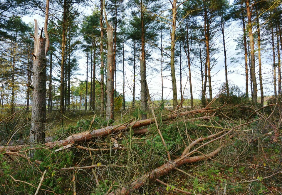 En skog i Sjöbo i Sverige fotografert i 2013. Foto: Johan Nilsson / NTB En skog i Sjöbo i Sverige fotografert i 2013. Foto: Johan Nilsson / NTB