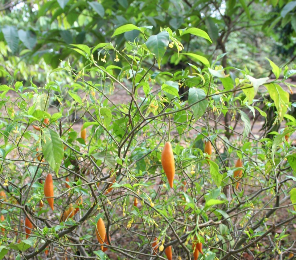 Iboga-plantens røtter har en bark som skrapes av og knuses til pulver for å lage ibogain.(Wikimedia) Iboga-planten