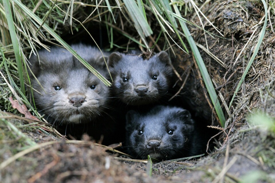 Mink er en fare for mange sjøfugler. En kraftig opptrapping av bekjempelse av mink langs kysten, er ett av tiltakene BirdLife Norge savner i regjeringens handlingsplan.(JENS SCHLUETER/AFP) Mink er en fare for mange sjøfugler. En kraftig opptrapping av bekjempelse av mink langs kysten, er ett av tiltakene BirdLife Norge savner i regjeringens handlingsplan.