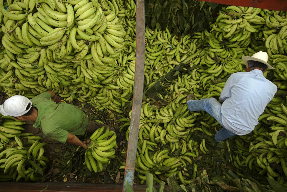 Banandyrkende bønder i Guatemala forteller om en dramatisk utvikling, der hele plantasjer visner og dør, og at bøndene dermed mister livsgrunnlaget sitt. Her fra et bananmarked i Guatemala by. Banandyrkende bønder i Guatemala forteller om en dramatisk utvikling, der hele plantasjer visner og dør, og at bøndene dermed mister livsgrunnlaget sitt. Her fra et bananmarked i Guatemala by. Foto: Rodrigo Abd / AP / NTB