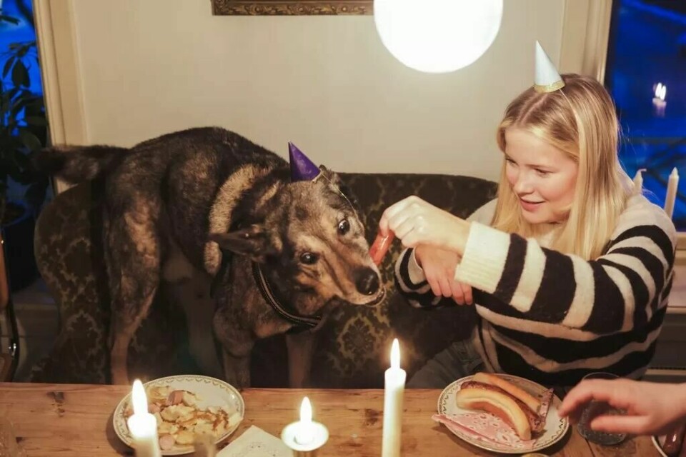 Pernille (14) mater den 16 år gamle hunden Jesper med pølser fra Strøm-Larsen. Ifølge matmor Ingrid har han blitt kresen på sine gamle dager. Pernille (14) mater den 16 år gamle hunden Jesper med pølser fra Strøm-Larsen. Ifølge matmor Ingrid har han blitt kresen på sine gamle dager.Foto: Maud Lervik/FriFagbevegelse