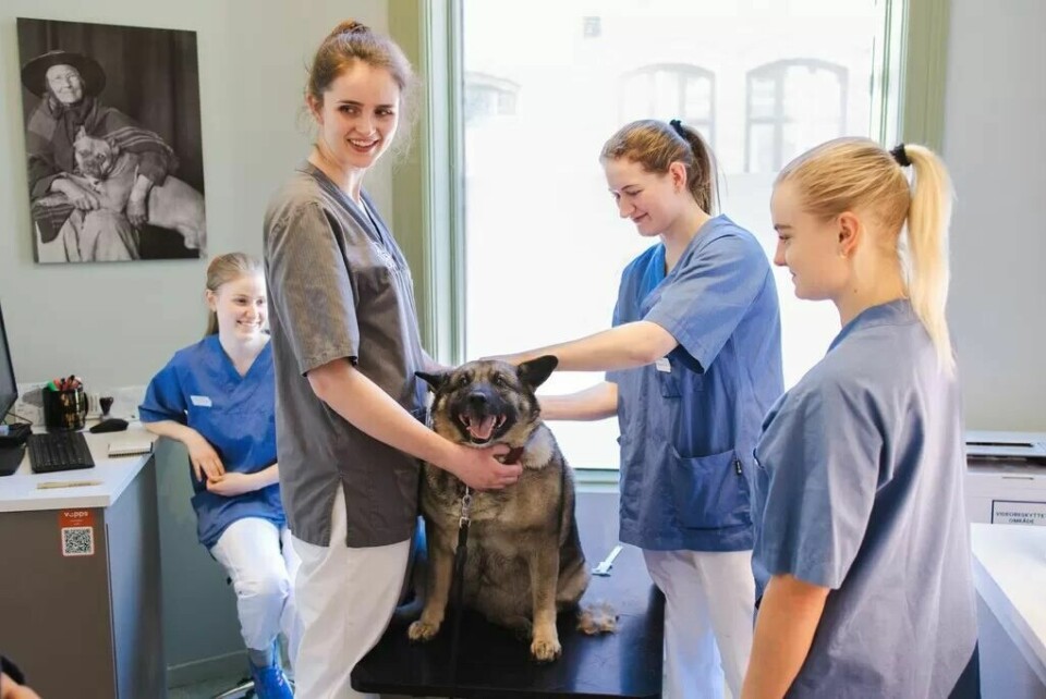 Veterinærstudentene fra NMBU besøker Lisaklinikken for å lære hvordan man skal bli bedre rustet til å kommunisere med eiere som har dårlig råd. F.v. Sunniva Wangen, Mette Mestl, hunden Stella, Amanda Hansen Møller og Jasmin Søderlund. Veterinærstudentene fra NMBU besøker Lisaklinikken for å lære hvordan man skal bli bedre rustet til å kommunisere med eiere som har dårlig råd. F.v. Sunniva Wangen, Mette Mestl, hunden Stella, Amanda Hansen Møller og Jasmin Søderlund.Foto: Maud Lervik/FriFagbevegelse