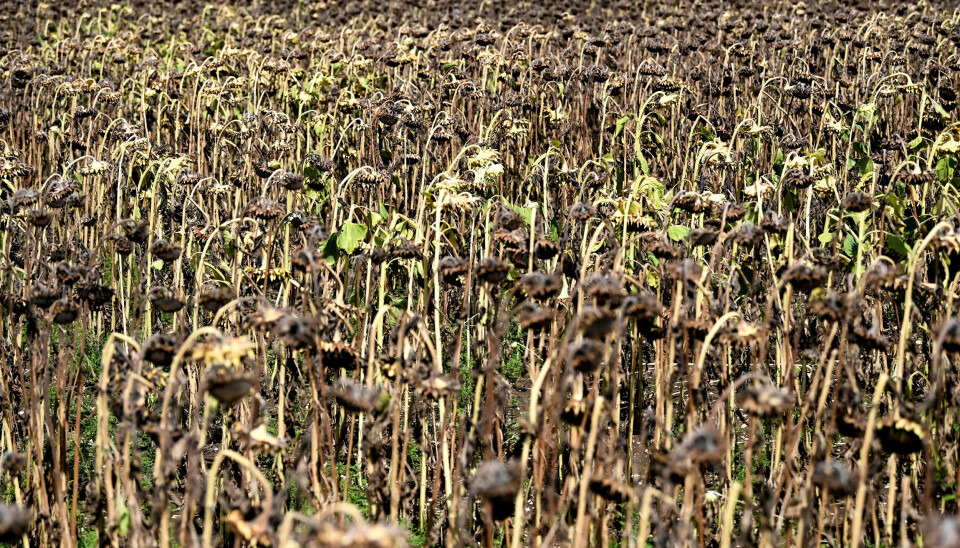 Klimaendringer gir mer tørke, her fra Frankrike sommeren 2022. EUs miljøbyrå viser at klimaendringene rammer sosialt skjevt. Klimaendringer gir mer tørke, her fra Frankrike sommeren 2022. EUs miljøbyrå viser at klimaendringene rammer sosialt skjevt.