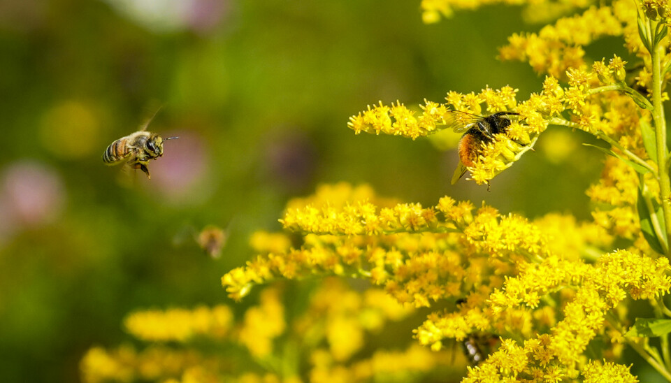 De siste årene har det vært mye oppmerksomhet rundt truede insektarter, særlig humler og villbier, med økt interesse for å så blomster som kan hjelpe artene finne næring.