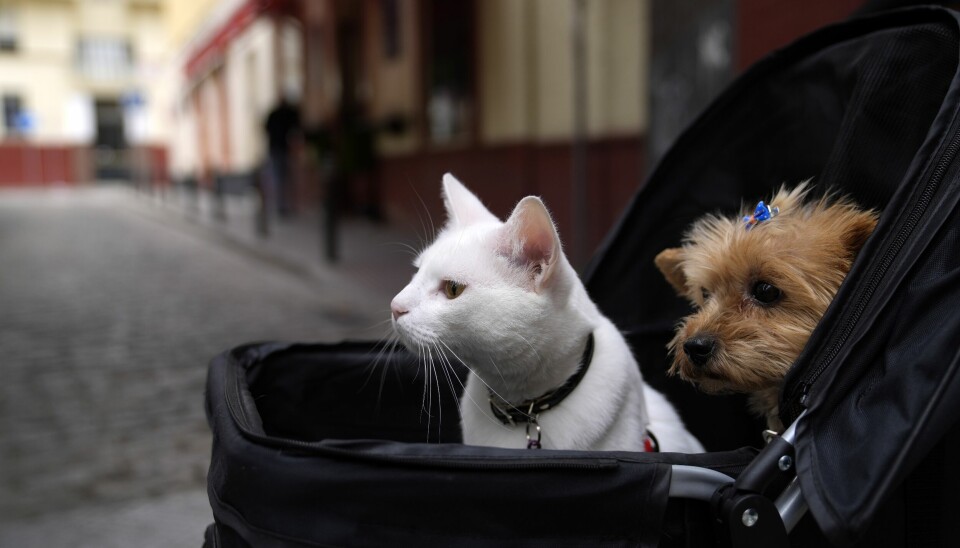 Katt og hund side om side i Spania. Nå kan det bli innført obligatorisk ID-merking av begge, registrering i nasjonal base og en felles EU-base.