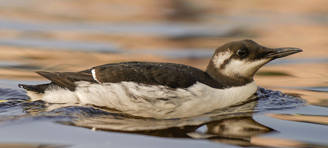 Lomvier i nød i Oslofjorden – blir blåst inn av høststormer