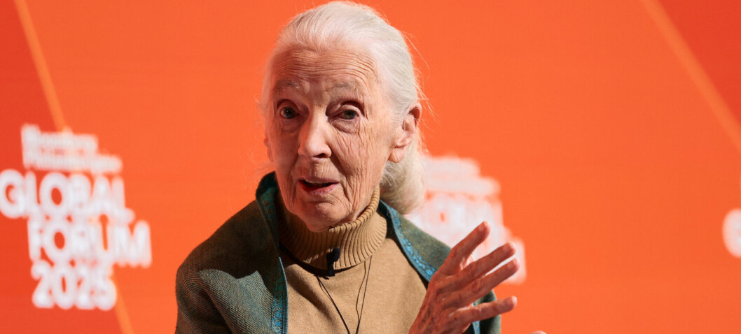 Den verdenskjente forskeren Jane Goodall er død